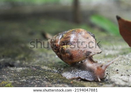 cute snail in front of the house