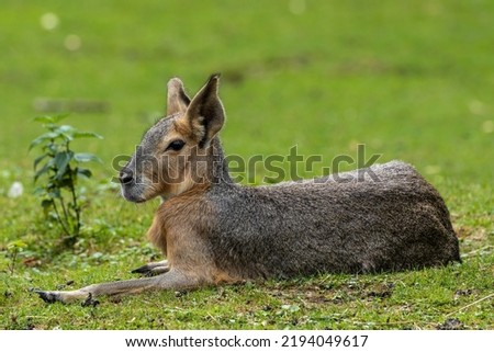 Patagonian Mara, Dolichotis patagonum. These large relatives of guinea pigs are common in the Patagonian steppes of Argentina but live in other areas of South America as well such as Paraguay. Royalty-Free Stock Photo #2194049617