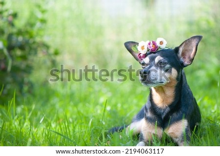 Dog,  toy terrier in a flower wreath lying in juicy green grass. High quality advertising stock photo. Pets walking in the summer