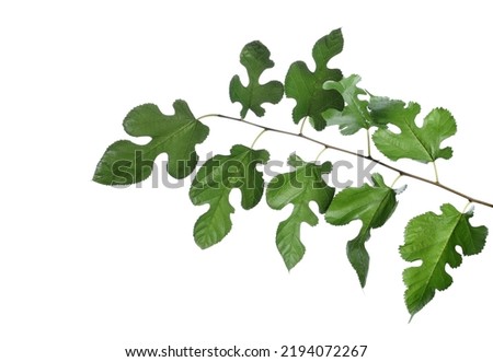 Mulberry black branch leaves isolated on white