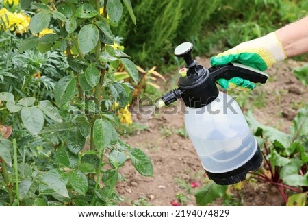 The gardener sprays roses in the garden with a spray bottle. Pest control concept. Caring for garden plants. Royalty-Free Stock Photo #2194074829