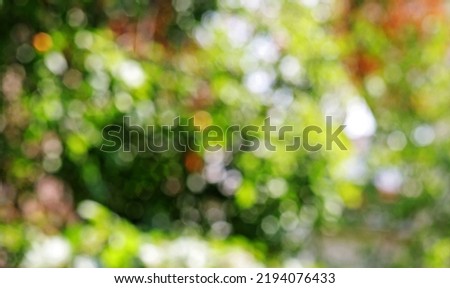 colorful abstract bokeh background in the forest