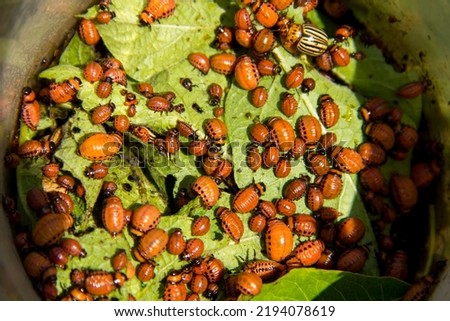 Closeup Colorado potato beetle and its larvaes on the green leaves of potatoes. Bug eating a plant. Insects - pests of agricultural plants and gardening. Focus picked.