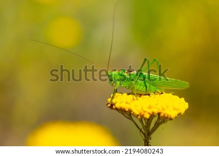Green grasshopper on a yarrow flower. Large marsh grasshopper, Stethophyma grossum, a critically endangered insect typical of wet grasslands and swamps. Royalty-Free Stock Photo #2194080243