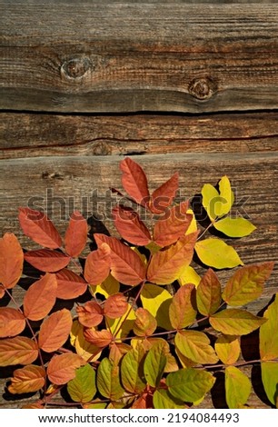 Top view of a table with colorful bright leaves on a dark wood background. Bright colored autumn leaves on a brown textured wooden background. Autumn background with a space to copy