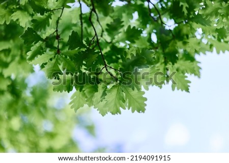 The green leaves of the oak tree close-up against the sky in the sunlight in the forest