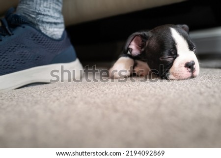 Boston Terrier puppy sleeping under a sofa. The foot of a man can be seen next to her. She is very small and cute.