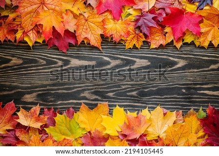 Top table view on multi-colored bright maple leaves on dark wooden background. Bright colored autumn leaves on brown textured wooden background. Fall background with copy space