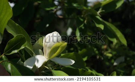 Sweetbay magnolia, white flower growing on tree. Botanical garden, summer season