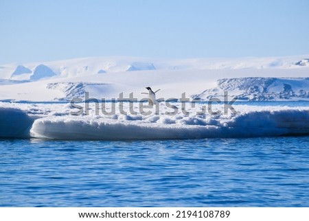 Penguin with outstretched wings on an ice floe at eye level with glaciers in background in Antarctica