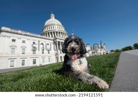 A bernedoodle posing in front of the US Capitol on a bright, sunny day.