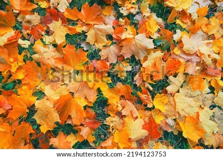 Yellow, orange red brown september autumn leaves on ground in beautiful fall park. Fallen golden autumn maple leaf on green dry garden grass. October day landscape background. Top view close up macro. Royalty-Free Stock Photo #2194123753
