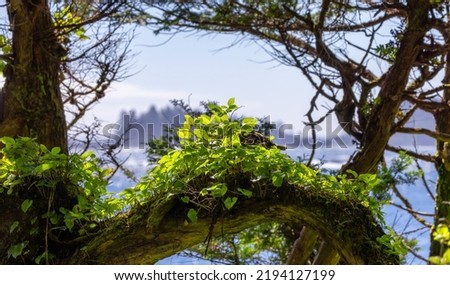 Green Foliage on a tree branch with Pacific Ocean on the West Coast. Taken in Ucluelet near Tofino, Vancouver Island, BC, Canada. Canadian Nature Background.