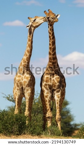 Two Southern Giraffes (Giraffa giraffa), two males, social contact, Kalahari Desert, Kgalagadi Transfrontier Park, South Africa