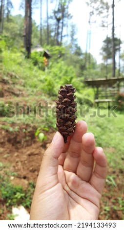 A hand holding a pinecone in the middle of a forest.
