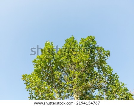 jackfruit tree leaves towering upwards against a blue sky background