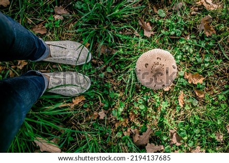feet in sneakers on green grass with mushroom. View from above. copy space