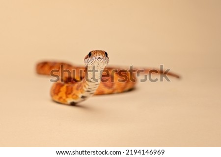 Studio shot of a corn snake eating a pinky mouse