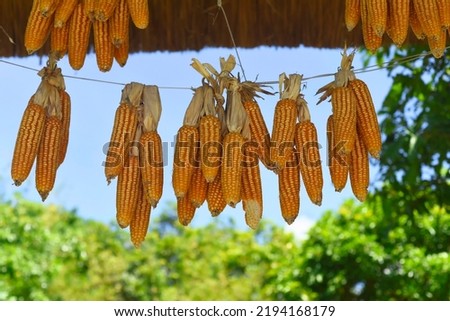 Dried maize been dried under sun 