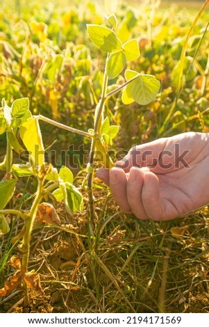  soybean pod.Pods of ripe soybeans in a hand close-up.field of ripe soybeans.The farmer checks the soybeans for ripeness.Farmer in soybean field Royalty-Free Stock Photo #2194171569