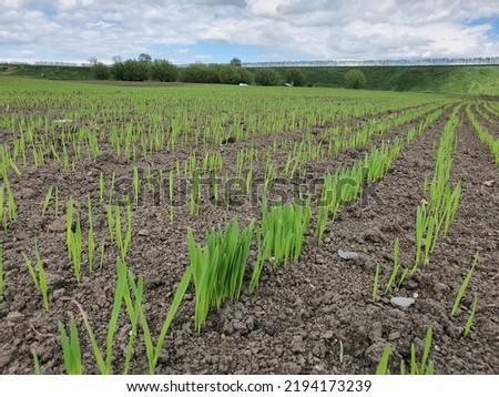 Young oats crop growing in the field during spring in Romania. Royalty-Free Stock Photo #2194173239