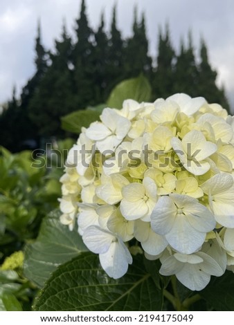 Bigleaf hydrangea, or used to call it The Little White Flower