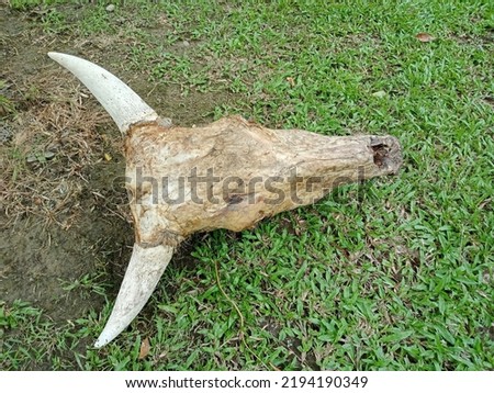 A picture of a cow skull on open grass