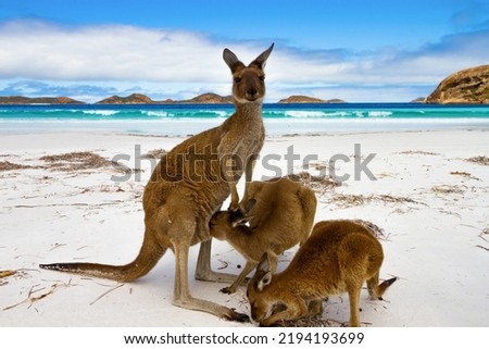 Kangaroo at Luckybay Beach Esperence Western Australia