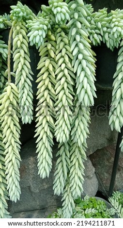kaktus anggur, Grape cactus or Sedum morganianum is a type of plant which in Indonesia is also called donkey tail. In England, known as Burro's tail and donkey tail. Grape cactus is a vascular plants. Royalty-Free Stock Photo #2194211871