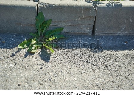 A weed growing on the pavement. Beautiful photo wallpaper.