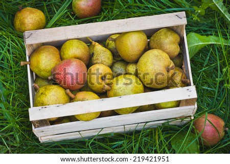 Autumn ripe pears