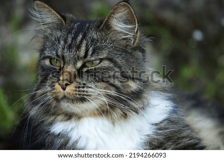 Tabby gray cat, Head short, cat of green eyes portrait, cute, funny tabby cat closeup. 