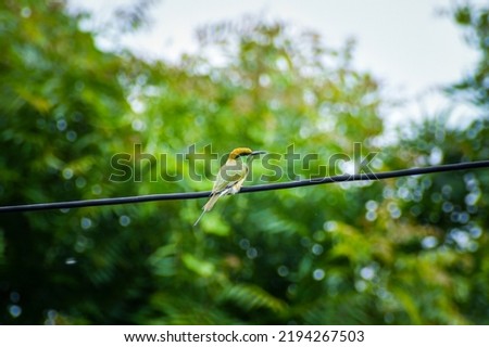Asian green bee-eater bird photo, selective focus 