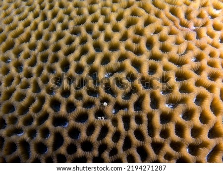 Favia brain coral in a shallow reef Boracay Island Philippines