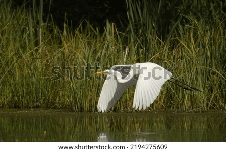 Ardea alba, white heron portrait. Great White Egret in flight with open wings , (Ardea Alba) Bird in flight   Royalty-Free Stock Photo #2194275609