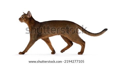 Purebred young Abysinnian cat kitten, walking side ways showing profile and full lenght. isolated on a white background.