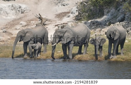 Elephants drinking at the waters edge.