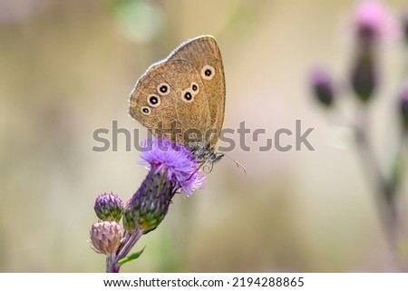 The ringlet butterfly - Aphantopus hyperantus resting on Cirsium arvense the creeping thistle or field thistle