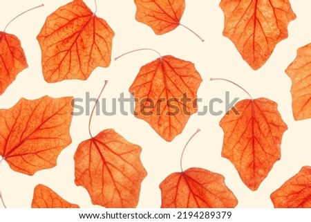 Autumn poplar leaves on beige background.  Minimal monochrome pattern with fallen autumn leaves, orange yellow colored textured foliage, autumnal herbarium. Nature flat lay with fall leaf with viens Royalty-Free Stock Photo #2194289379