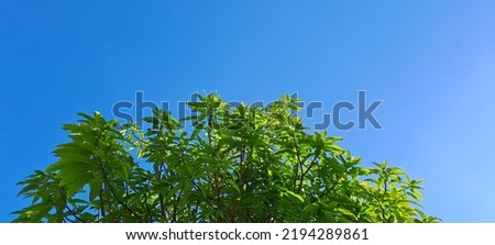 Green leaves against blue sky background with copy space for text