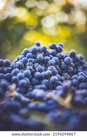 Blue vine grapes. Grapes for making red wine in the harvesting crate. Detailed view of a grape vines in a vineyard in autumn, Hungary Royalty-Free Stock Photo #2194294867