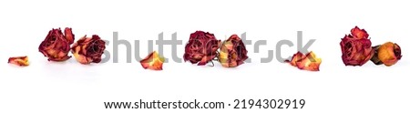 Rose isolated on white background. Pink-yellow roses.