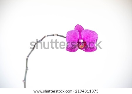 Minimal Flower Concept,Close Up Pink Orchid Isolated On White Background