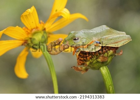 A green tree frog is preying on a caterpillar s are hunting for prey on a yellow wildflower. This amphibian has the scientific name Rhacophorus reinwardtii.