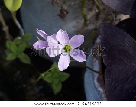 Beautiful purple blossoming flower picture. beautiful fresh flower. beauty of nature. 
