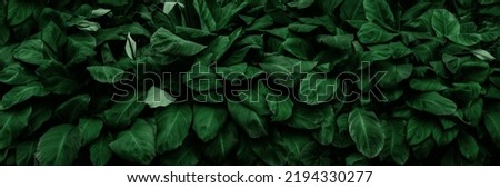 Dark green tropical leaf group background panoramic background concept of nature