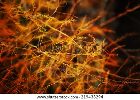 A view of the sunset through the grass, Field of grass during sunset/ Autumn nature background