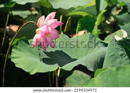 A large pink lotus flower with yellow stamens against the background of large green leaves in the form of umbrellas in a natural environment close-up.