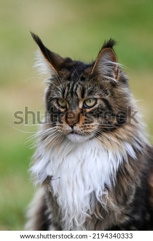 The gaze of the feline Royalty-Free Stock Photo #2194340333