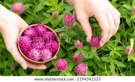 Collection of medicinal plants. Human hands picking red clover flowers in a small clay bowl, close-up, selected focus. Trifolium, phytotherapy, herbal medicine, drug plant, herbalist, summer concept